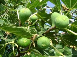 Trzydziesta trzecia niedziela zwykła – 14 XI